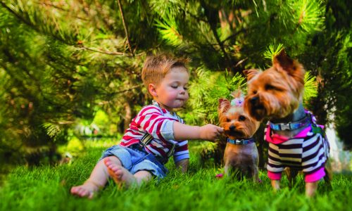 Baby boy and two yorkshire terrier outdoors